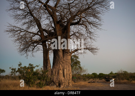 Eines der 4 x 4 Fahrzeuge, die Orient-Express einen Stopp auf dem Weg bei Sonnenuntergang macht zu einem Tee und beobachten den Sonnenuntergang neben einem baobab Stockfoto