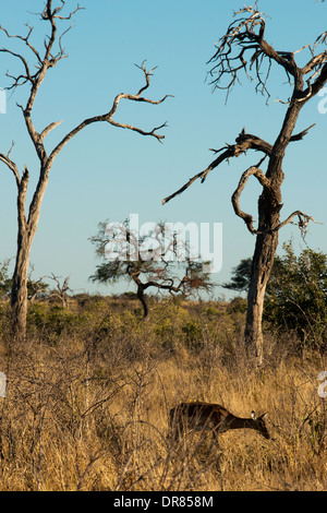 Ein Grant es Gazelle springen unter dem wachsamen Auge von mehreren Gnus in der Nähe von camp Savute Elephant Camp von Orient-Express Stockfoto