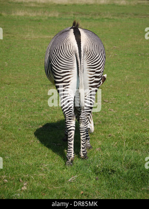 Zebras grasen auf einer Wiese Stockfoto