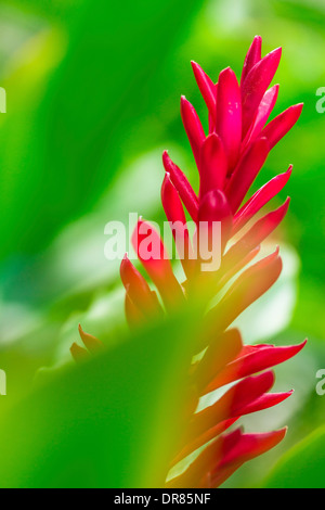 Eine schöne tropische Roter Ingwer Hochblatt mitten in grünen Blättern Stockfoto