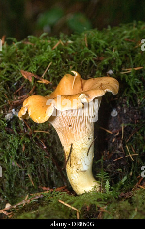 Gelbe Pfifferling (Eierschwämmen Cibarius) Pilzzucht im Wald nördlich von Courtenay, Britisch-Kolumbien, Kanada Stockfoto