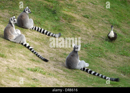 Drei Ring Tailed Lemuren sitzen auf Rasen gerade einen Gans-Ansatz Stockfoto