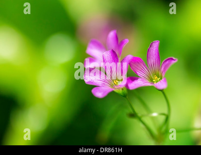 Drei kleine zarte tropische lila Wildblumen unter grün Stockfoto