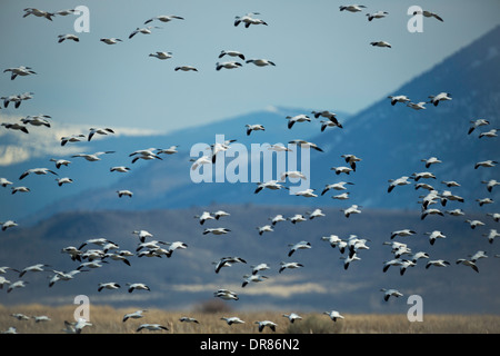 Eine Herde von Schneegänse (Chen Caerulescens) die Flucht auf dem Frühjahrszug im Klamath National Wildlife Refuge. Stockfoto