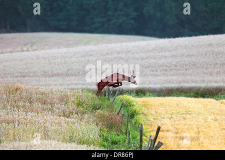 Rothirsch (Cervus Elaphus) Hirsch springen über Zaun zwischen Weizenfeldern in Ackerland im Herbst Stockfoto