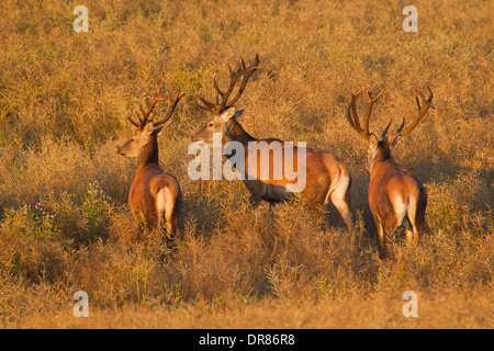 Herde von Rothirsch (Cervus Elaphus) Hirschen durchqueren Feld im Sommer Stockfoto