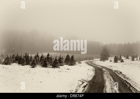 Straße durch Christmas Tree Farm an einem verschneiten und nebligen Abend im südlichen Indiana Stockfoto