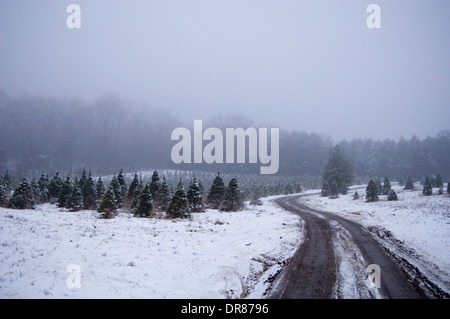 Straße durch Christmas Tree Farm an einem verschneiten und nebligen Abend im südlichen Indiana Stockfoto