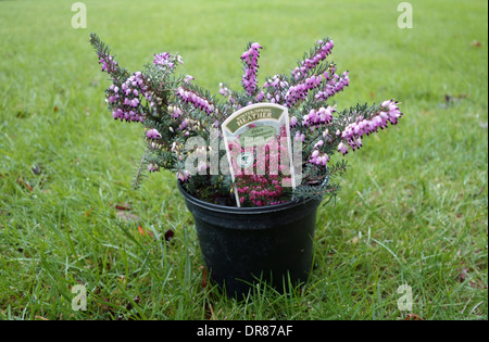 Nahaufnahme von Erica x darleyensis 'Kramer's Red' in A Topf Stockfoto