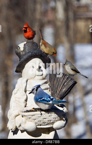 Hinterhofvögel auf Schneemann Feeder Stockfoto