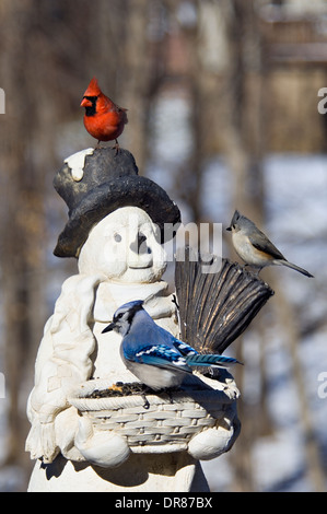 Hinterhofvögel auf Schneemann Feeder Stockfoto