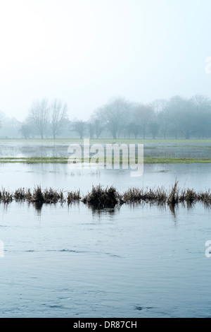 Nebligen Morgen Harnham Wasser Wiesen neben dem Fluss Avon in Salisbury Wiltshire UK Stockfoto