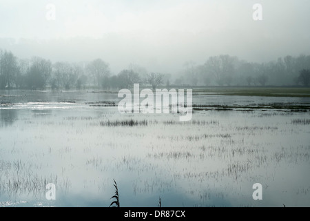 Nebligen Morgen Harnham Wasser Wiesen neben dem Fluss Avon in Salisbury Wiltshire UK Stockfoto