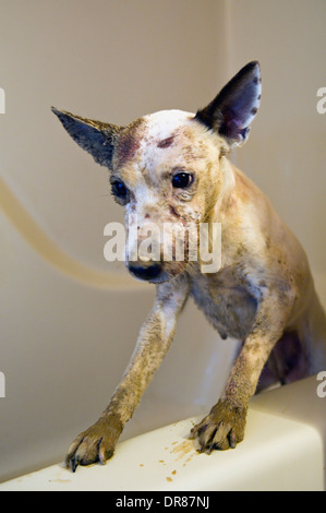 Dirty Jack-Russell-Terrier in Badewanne Stockfoto