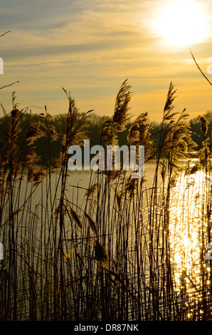 Goldene Sonne getroffen, warf goldenes Stroh, über ein Bootfahren See. Stockfoto