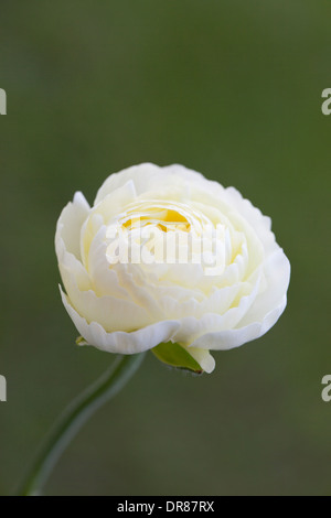 Nahaufnahme von einem einzigen weißen Ranunculus Asiaticus, blühen im Garten in England mit einem unscharfen Hintergrund Stockfoto