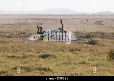 Gemeinsamen Zebra Rollen in den Staub im Amboseli Nationalpark Kenia in Ostafrika Stockfoto