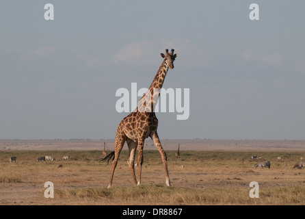 Gemeinsamen Giraffe im Amboseli-Nationalpark Kenia in Ostafrika Stockfoto