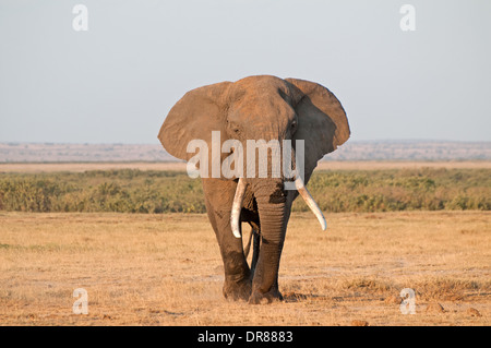 Ältere männliche Elefant mit Ohren ausgestreckten und gute Stoßzähne im Amboseli Nationalpark Kenia in Ostafrika Stockfoto