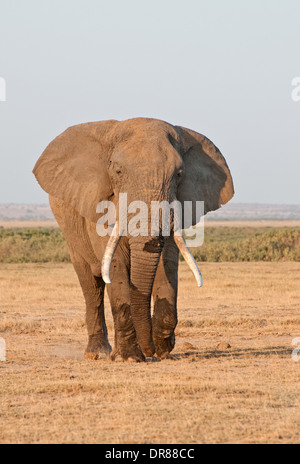 Ältere männliche Elefant mit Ohren ausgestreckten und gute Stoßzähne im Amboseli Nationalpark Kenia in Ostafrika Stockfoto