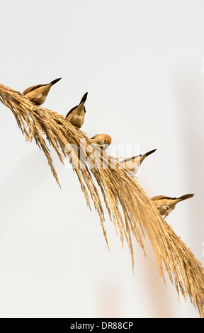 Indische Silverbills auf ein Rohr in Delhi, Indien. Stockfoto