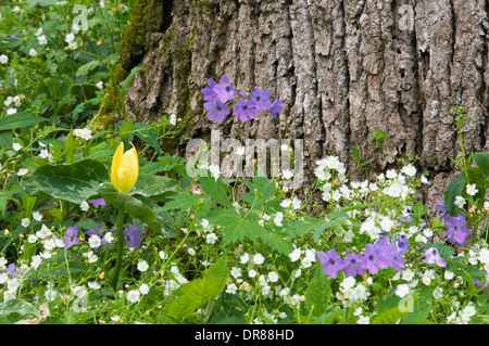 Wildblumenwiese im Wald Stockfoto
