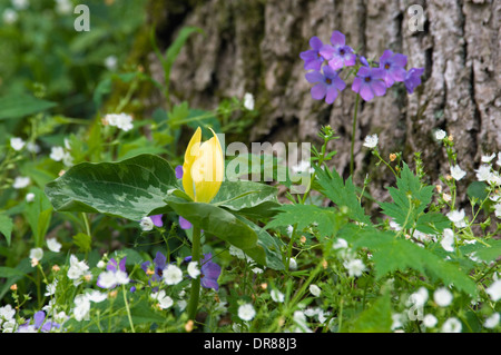 Wildblumenwiese im Wald Stockfoto