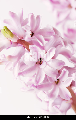 Nahaufnahme der rosa Hyazinthe, natürliche Blumen Hintergrund, Tiefenschärfe, geringe Schärfentiefe Stockfoto