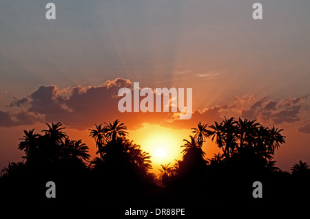 Palmen, die Silhouette gegen orange Sonne und Sonnenuntergang Himmel im Amboseli Nationalpark Kenia in Ostafrika Stockfoto