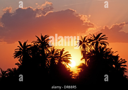 Palmen, die Silhouette gegen orange Sonne und Sonnenuntergang Himmel im Amboseli Nationalpark Kenia in Ostafrika Stockfoto