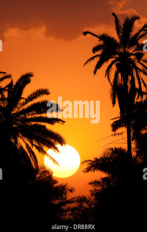 Palmen, die Silhouette gegen orange Sonne und Sonnenuntergang Himmel im Amboseli Nationalpark Kenia in Ostafrika Stockfoto