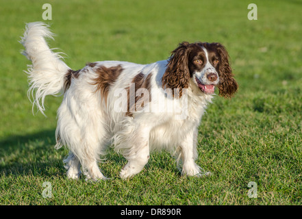Welsh Springer Spaniel Hund stehend auf dem Rasen. Stockfoto