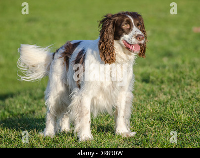 Welsh Springer Spaniel Hund stehend auf dem Rasen. Stockfoto