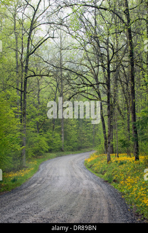 Schotterstraße durch Greenbrier im Nationalpark Great Smoky Mountains in Tennessee Stockfoto