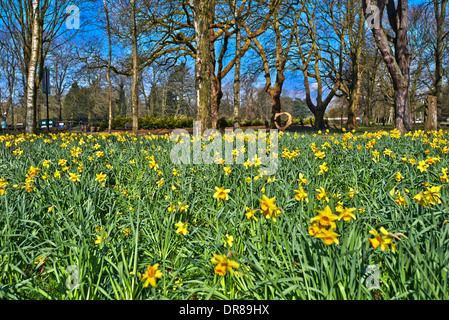 Bute Park ist die wichtigste der Stadt Cardiff, Hauptstadt von Wales Stockfoto