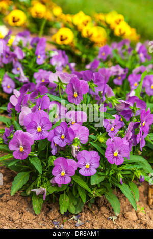 Bunte und lebendige Stiefmütterchen Blüten im Garten wächst. Stockfoto