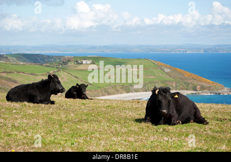 schwarzen Kühe liegen auf Dodman Punkt in der Nähe von Mevagissey in Cornwall, Großbritannien Stockfoto