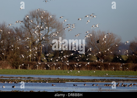 Uferschnepfe, Limosa Limosa, Gruppe im Flug, Gloucestershire, Januar 2014 Stockfoto