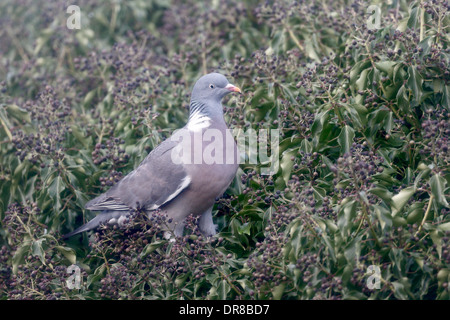 Ringeltaube Columba Palumbus, einzelne Vögel ernähren sich von Ivy Beeren, Warwickshire, Januar 2014 Stockfoto