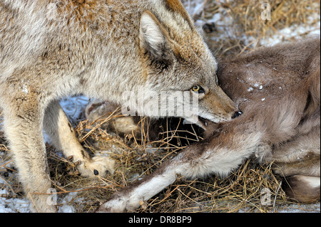 Ein Kojote mit ein Baby Bighorn Schaf, das er gerade nach Nahrung getötet hat. Stockfoto