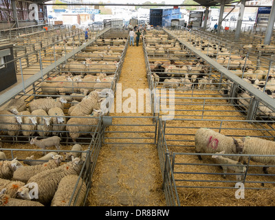 Schafe und Lämmer in Stifte in Melton Mowbray Vieh zu vermarkten, Melton Mowbray, Leicestershire, England, UK Stockfoto