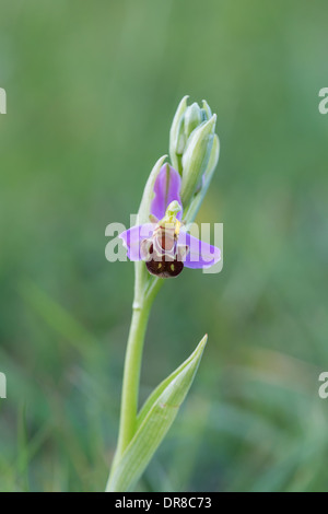 Biene Orchidee (Ophrys Apifera) auf Collard Hill Stockfoto