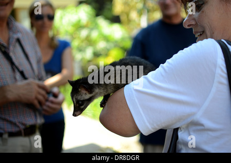 Touristen aus Deutschland hält eine Zibetkatze beim Betrachten des Prozess der Herstellung Luwak Kaffee in Kediri, Ost-Java, Indonesien Stockfoto