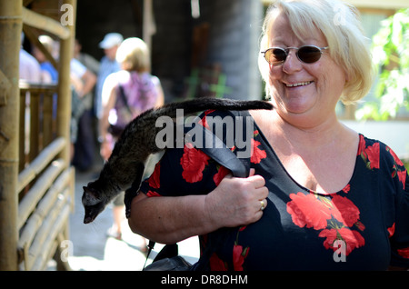 Touristen aus Deutschland hält eine Zibetkatze beim Betrachten des Prozess der Herstellung Luwak Kaffee in Kediri, Ost-Java, Indonesien Stockfoto