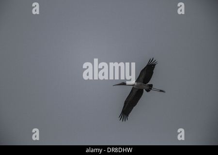 Marabou Storch im Flug, Massai Mara, Kenia Stockfoto