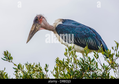 Marabou Storch im Baum, Massai Mara, Kenia Stockfoto