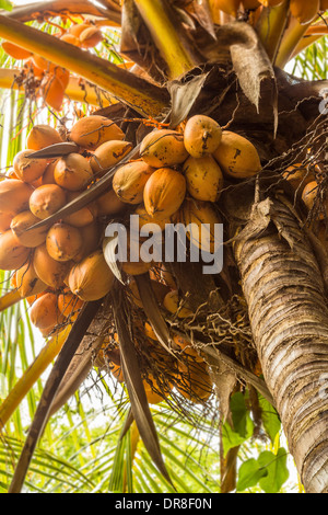 Cluster von orange Kokosnüsse wachsen auf eine Kokospalme Stockfoto