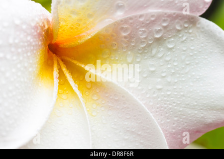 Nahaufnahme einer weißen, gelben und rosa Plumeria Blüte mit Tautropfen Stockfoto