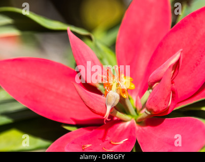 Jamaikanische Weihnachtsstern, Euphorbia Saftling, ein saftiges immergrüner Strauch mit pulsierenden roten Hochblätter und goldenen Blumen Stockfoto