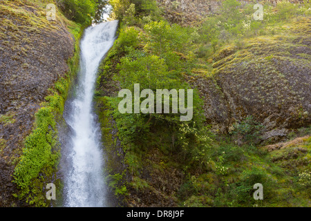 COLUMBIA RIVER GORGE, OREGON, USA - Schachtelhalm fällt. Stockfoto